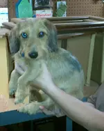 IMAG0090-1.webp