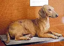 220px-Olddachshund.webp