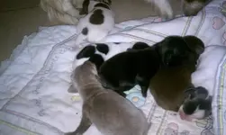 new puppers 1.webp