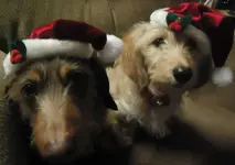 christmas with dogs 014.webp