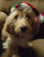 christmas with dogs 005.webp