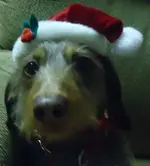 christmas with dogs 015.webp