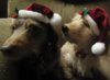 christmas with dogs 012.JPG