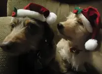 christmas with dogs 012.webp