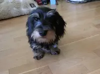 Bernie needs a hair cut.webp