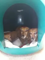 Sausages.webp
