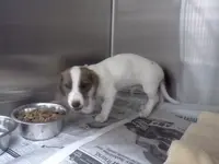 pup1.webp