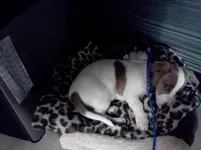 Louie2.webp