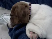 Louie3.webp
