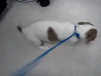 Louie4.webp