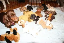 pups in cage.jpg