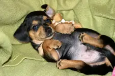 baby oscar.webp