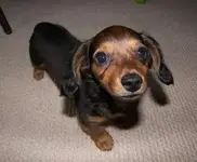 Molly.webp