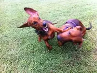 Leela.webp