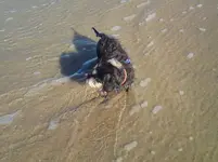 Bernie 1st time in sea DSC00218.webp