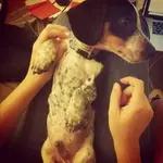 Puppy.webp