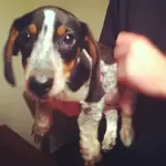 Otis.webp