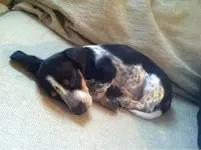 Piebald.webp