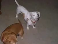 Skye and friends 008.webp