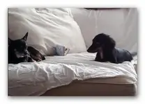 Trying to get close to bandit.webp