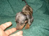 dachshund 017.webp