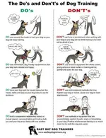 dog.webp