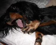 gabby.webp