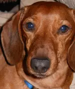 jack-1.webp