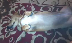 bellyz2.webp