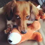Pip.webp