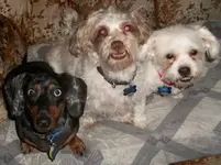 boyz.webp