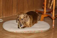 dogs with antlers 003.webp