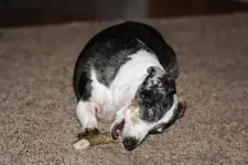 dogs with antlers 001.webp