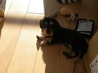 Bernie And toy.webp