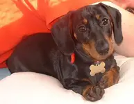 Pedro.webp
