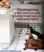Dacshunds Wishing.webp