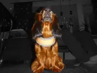Alf1.webp
