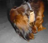 alf3.webp