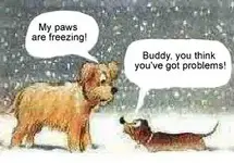 freezing paws.webp