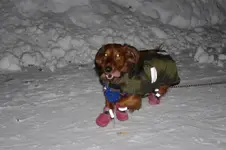 IMGP0184.webp