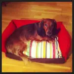 dogbed.webp