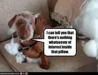 557094_397370946992560_1773102837_n.webp