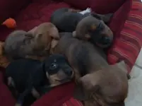 Baileynsampups (25).webp