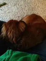 ball gus.webp