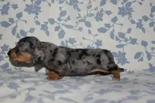 Izzy 2 24 13 (13).webp Izzy 2 24 13 (13).webp