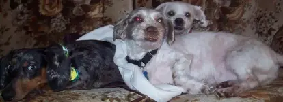 3amigos.webp