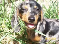 bailey.webp