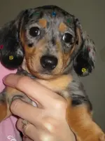 izzy (6).webp