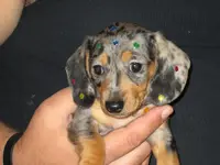 izzy (5).webp