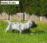 2tf7q0xyvfy.webp